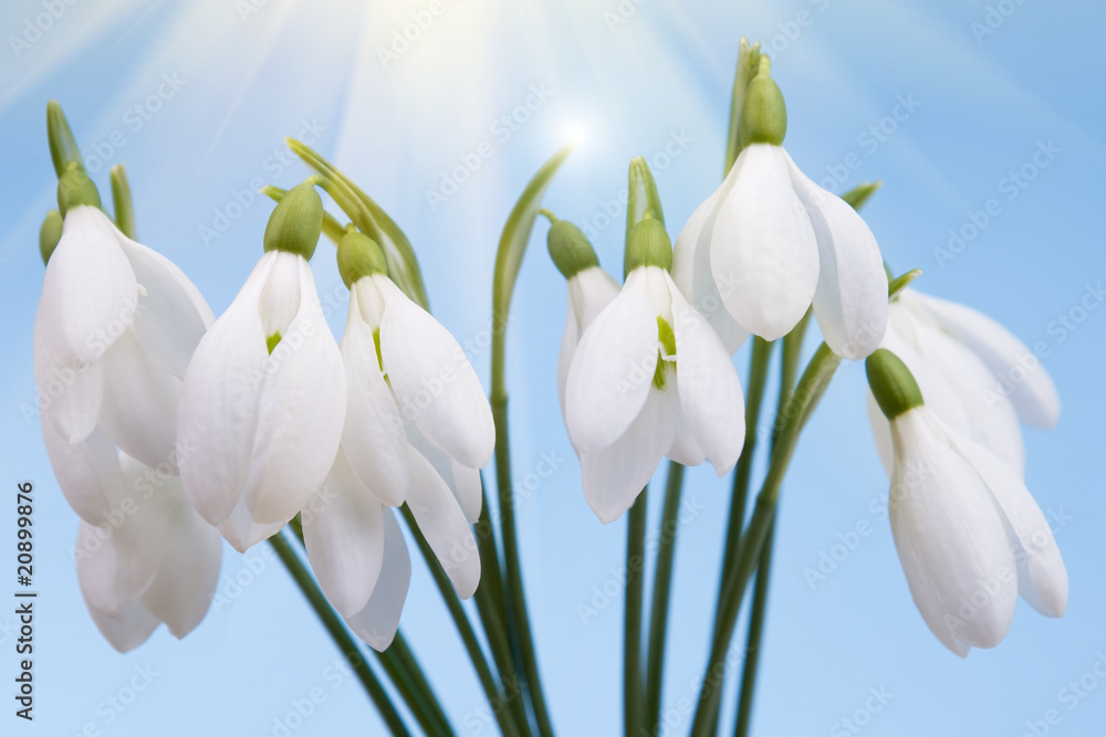 Fototapeta premium Snowdrops