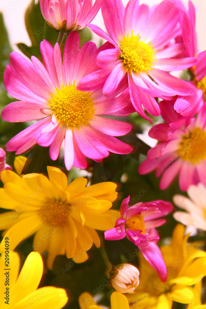 chrysanthemen,blumen chrysanthemen,blumen