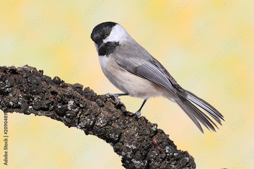 Obraz premium Chickadee on a Branch