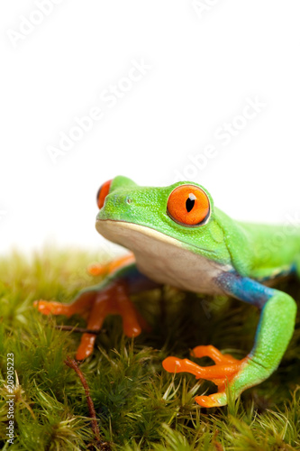 frog on moss isolated white