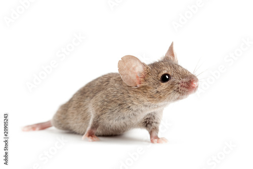 mouse isolated on white © Sascha Burkard