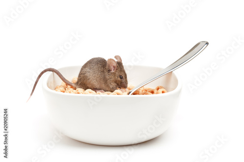mouse in cereal bowl isolated on white