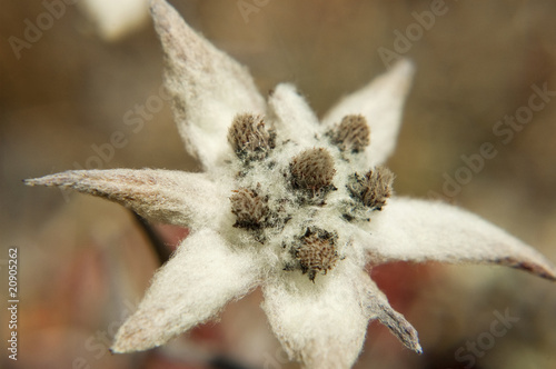 Edelweiss im Himalaja, Nepal photo