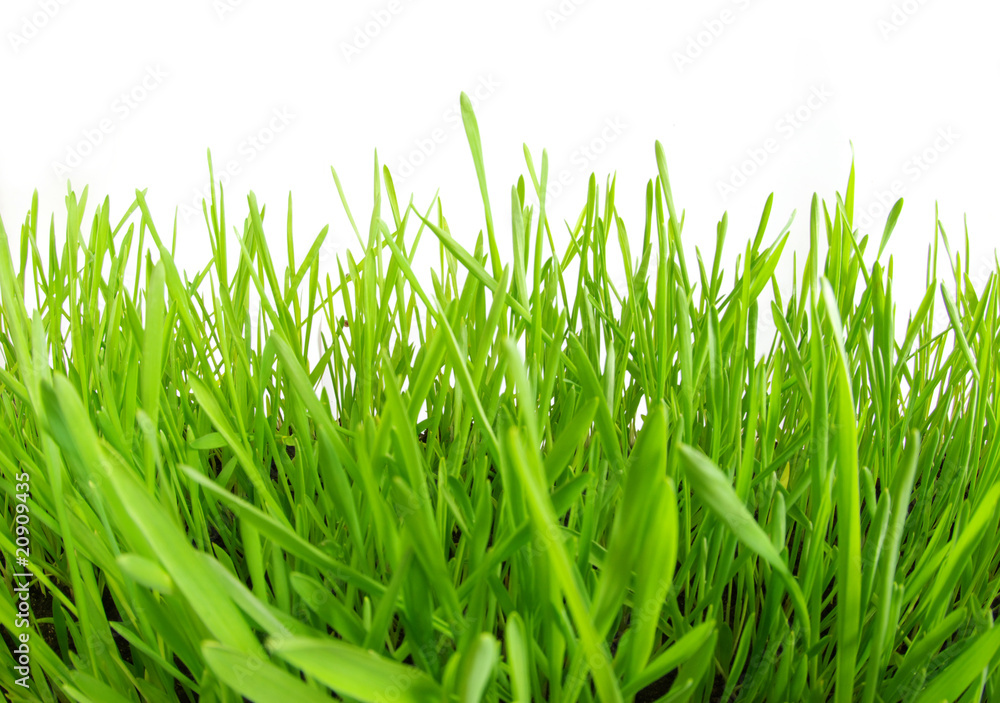 Obraz premium lawn