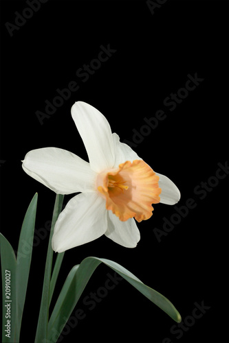 Fototapeta Naklejka Na Ścianę i Meble -  Narcissus