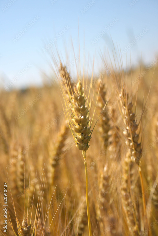 Wheat Wheat