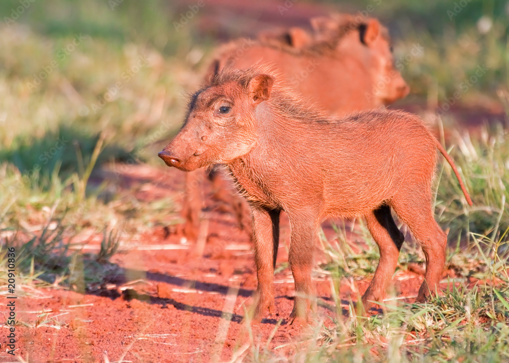 Fototapeta premium Young Warthog standing on a bush track in grass