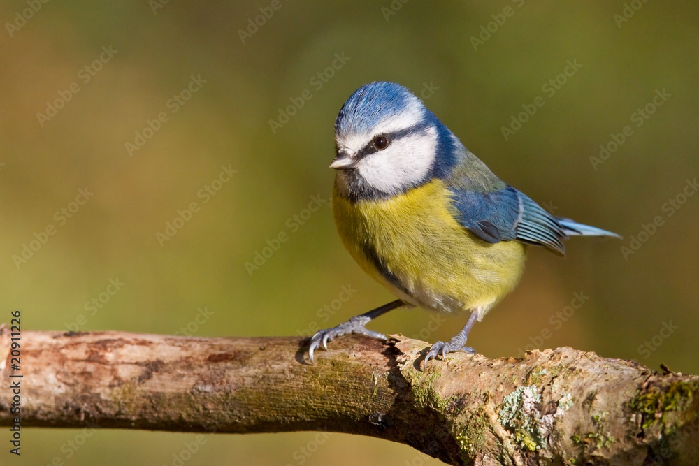 Blue tit, Parus caeruleus. Blue tit, Parus caeruleus.