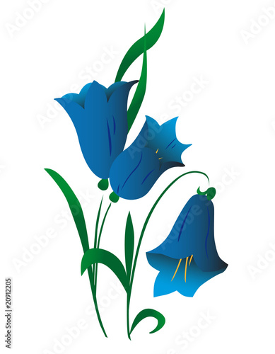 Campanula, flower