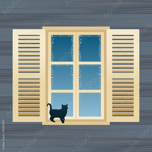Cat near windows