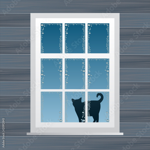 Cat near windows
