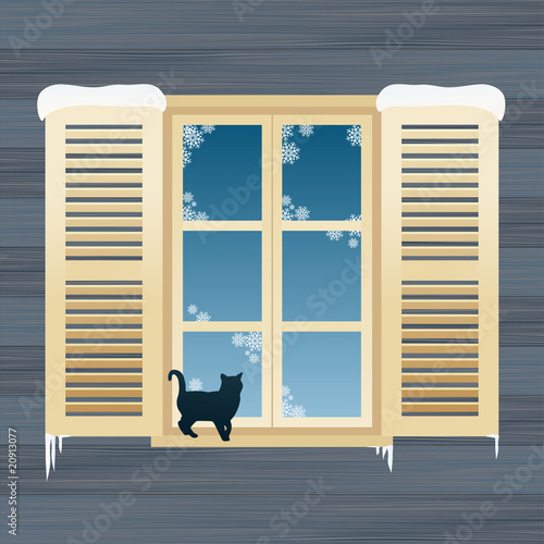 Cat near windows in winter