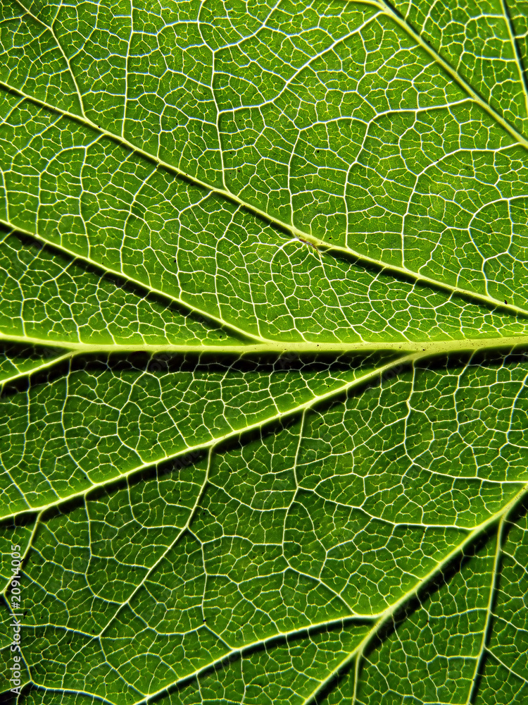 birch sheet birch sheet