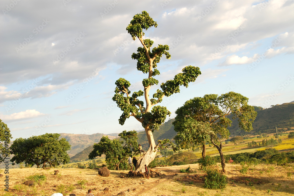 Albero etiopico