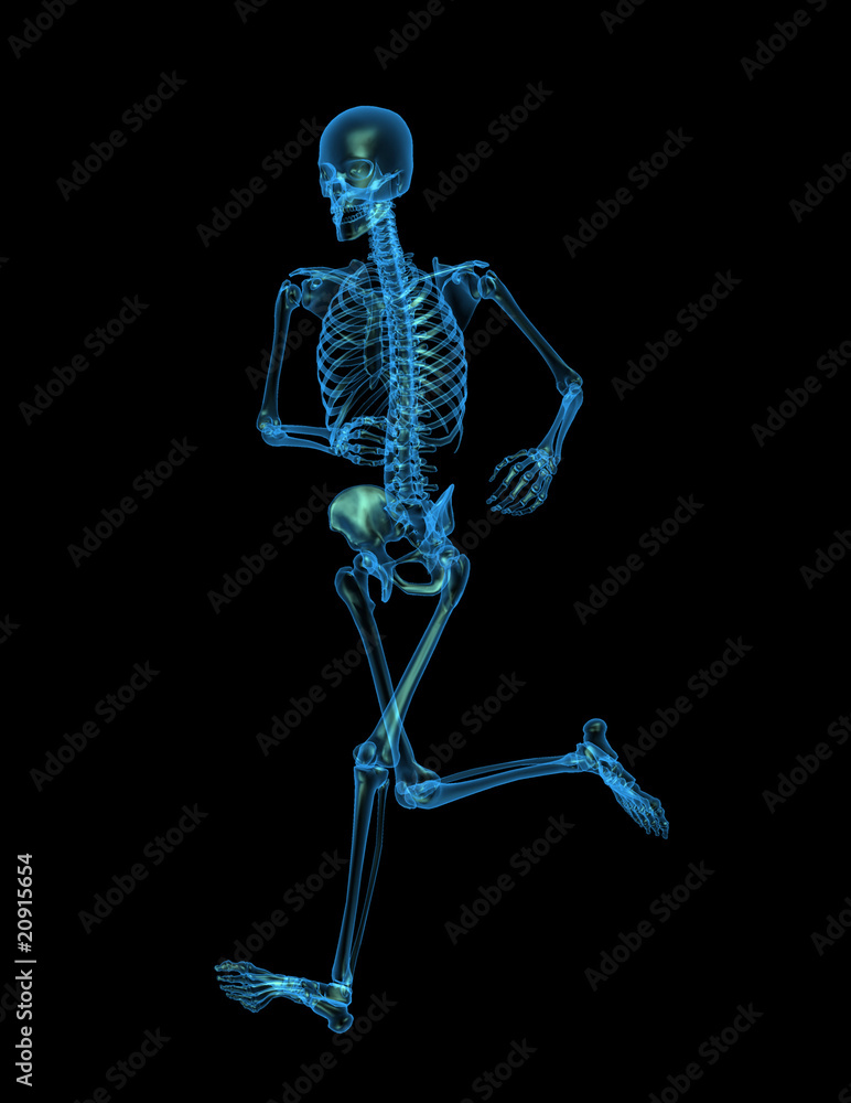 x-ray skeleton