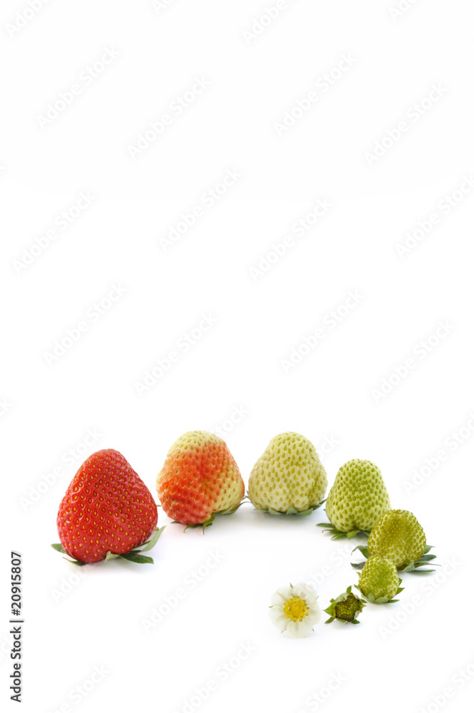 Strawberry growth isolated on white Strawberry growth isolated on white