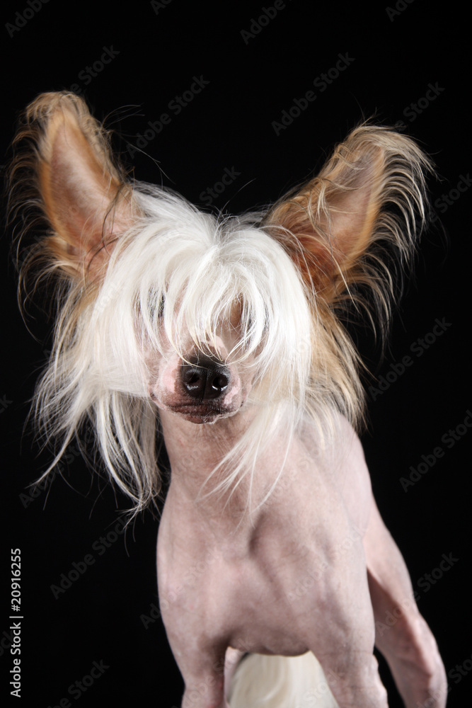 Naklejka premium Chinesischer Schopfhund