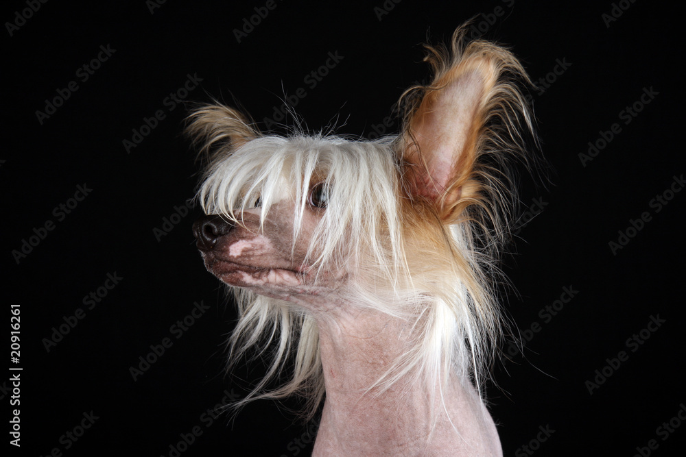 Naklejka premium Chinesischer Schopfhund