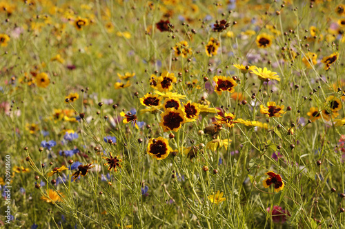 Blumenvielfalt photo