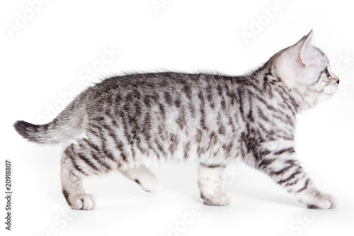 Wallpaper Mural British kitten on white background Torontodigital.ca