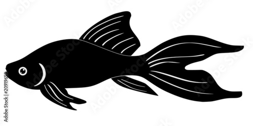 Comet goldfish