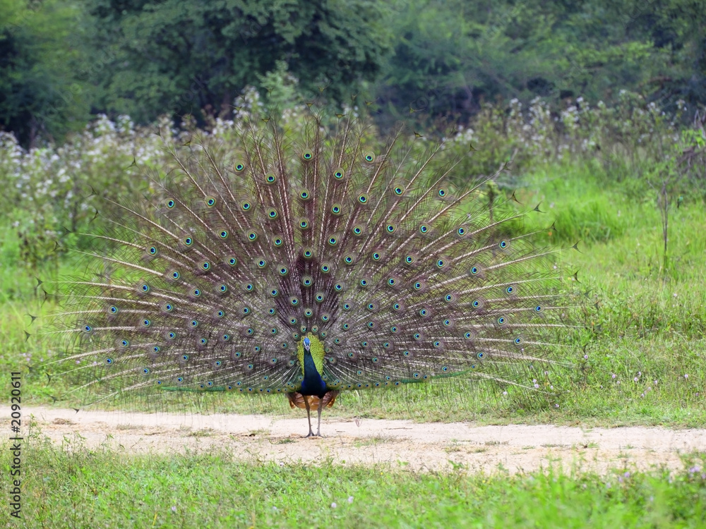 Fototapeta premium peacock dancing