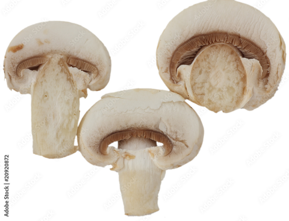 Seta agaricus bisporus Seta agaricus bisporus