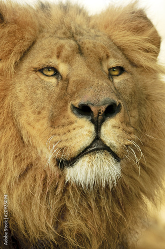 Portraitdetail des Löwenmannes photo