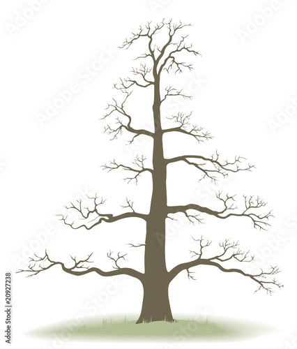 tree of life - genealogy