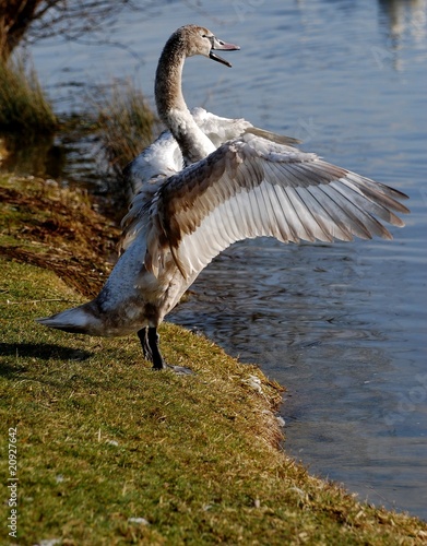 au bord de l'eau photo