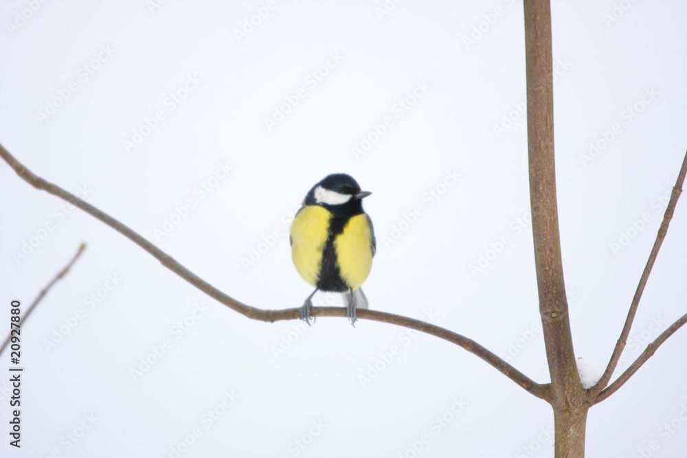 great tit