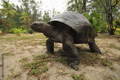 denis island seychelles tartarughe