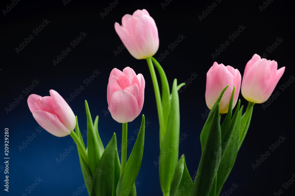 Pink tulips. Pink tulips.