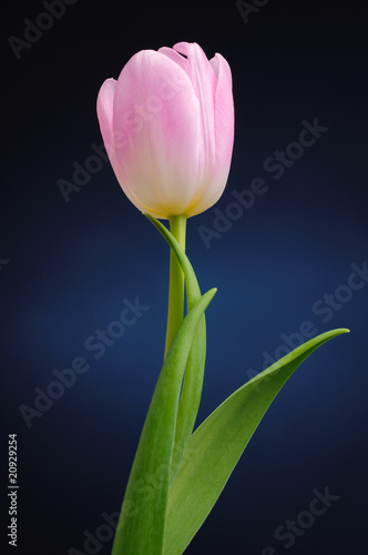 Tulip