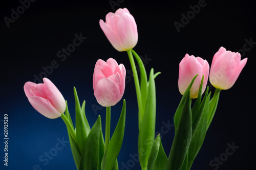 Pink tulips.