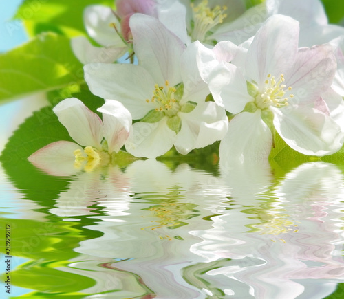 apple flowers above water level
