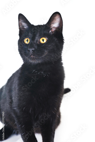 Fototapeta Naklejka Na Ścianę i Meble -  black cat