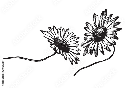 antique daisies engraving (vector)