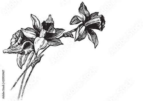 antique narcissi engraving (vector)