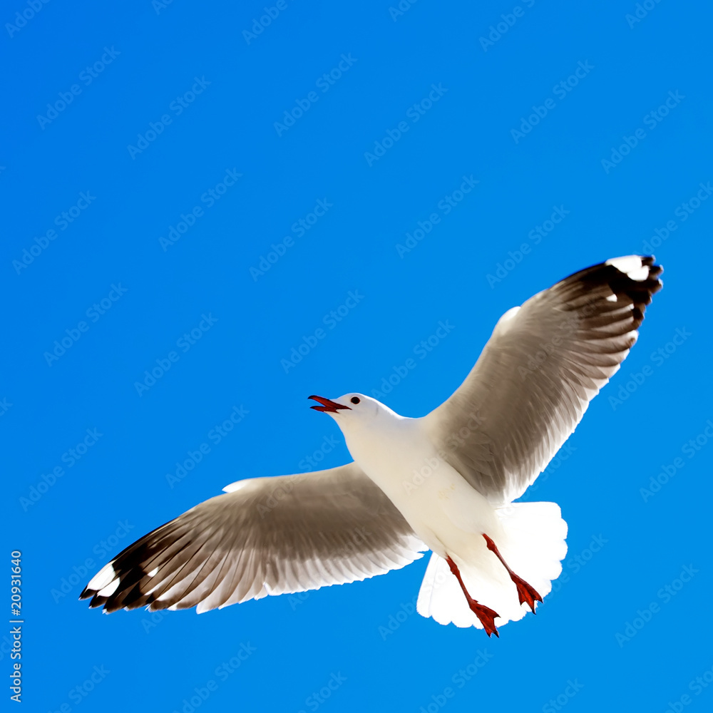Obraz premium Seagull in flight.