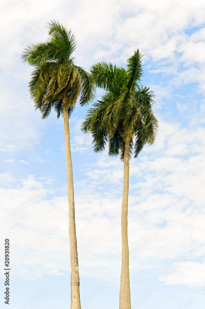 Obraz premium palm trees