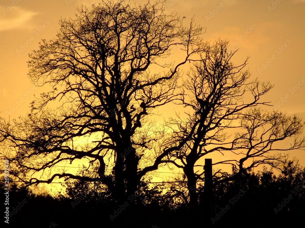 Trees in the sunset Trees in the sunset