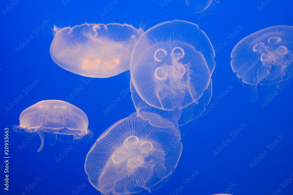 Naklejka premium Quallen Lellyfish