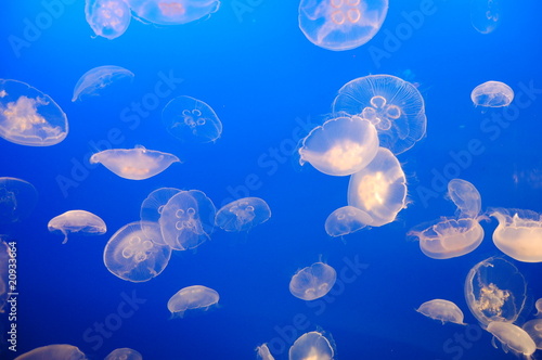 Quallen Lellyfish