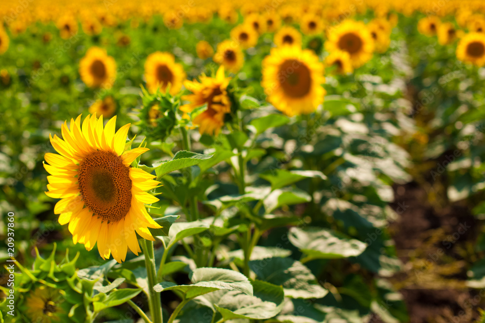 Sunflowers