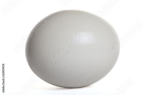 Isolated ostrich egg