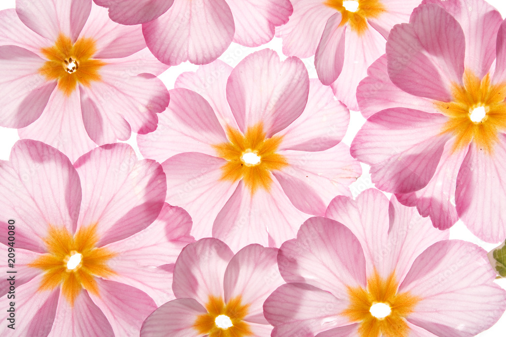 primula flowers primula flowers