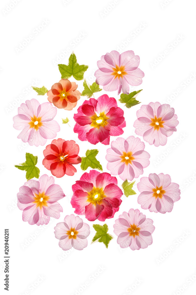 primula flowers with green leaves primula flowers with green leaves