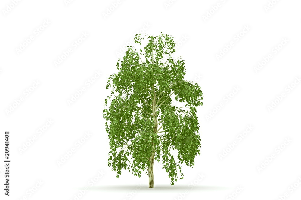 Obraz premium Birch tree isolated