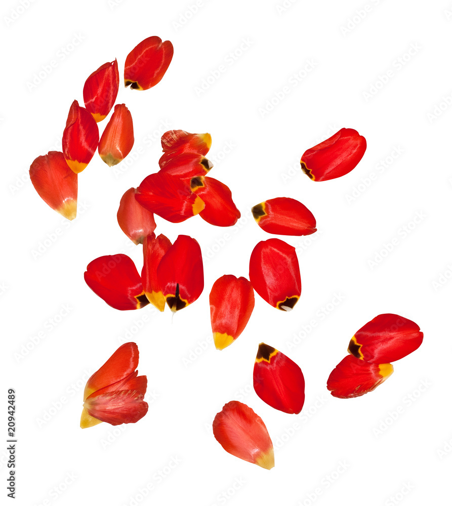 scattering created from petals of tulips isolated on white scattering created from petals of tulips isolated on white